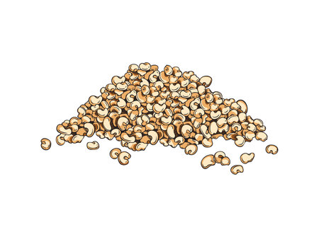 Hand drawn colorful bunch of quinoa seeds sketch styleのイラスト素材