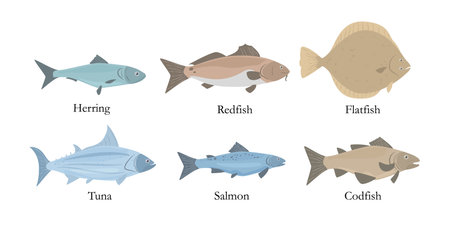 Ocean and marine food fish with names on information poster, vector isolated.のイラスト素材