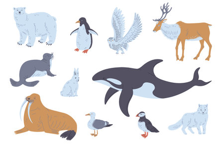 Arctic or polar circle animals and birds set flat vector illustration isolated.のイラスト素材