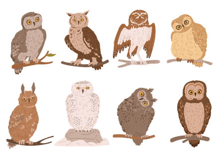 Owls set of wild birds from ornithology book, flat vector illustration isolated.のイラスト素材