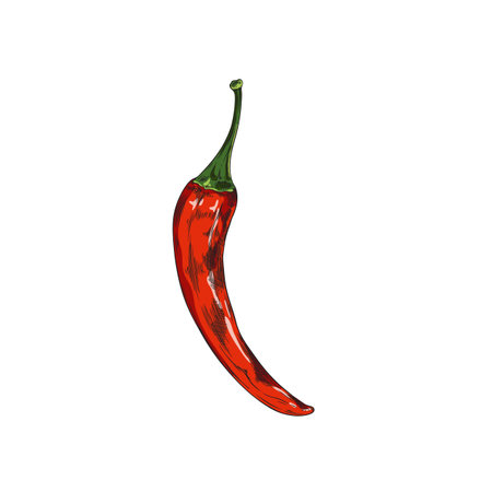 Whole chili pepper pod, red cayenne paprika plant, colorful hot spicy vegetable vector hand drawn isolated illustrationのイラスト素材