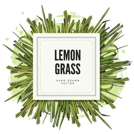 Lemongrass tag or label template in square shape sketch vector illustration.のイラスト素材