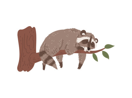 Vector funny raccoon lies, sleeping on a tree branch dangling paws, hand drawn cartoon isolated illustrationのイラスト素材