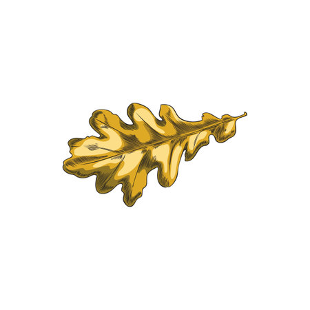 Autumn oak leaf vector icon, hand drawn isolated fallen foliage, dry brown tree leaf, vintage fall seasonal decorのイラスト素材