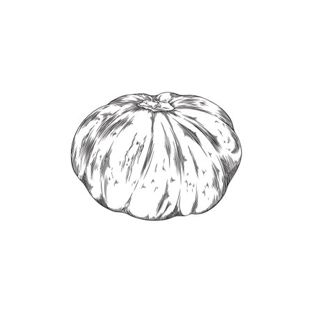 Engraved ripe juicy pumpkin, vector hand drawn outline vegetable, Autumn halloween or thanksgiving pepoのイラスト素材