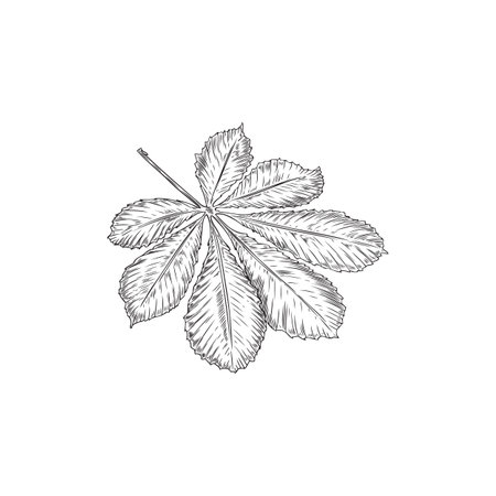 Chestnut leaf, vector illustration in sketch style, isolated on white.のイラスト素材