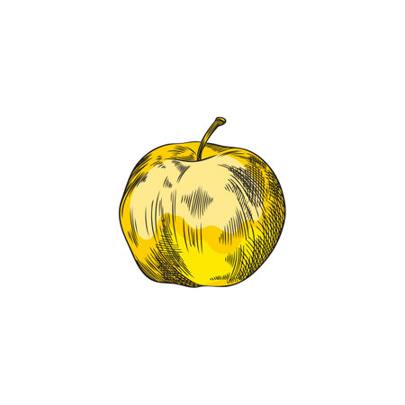 Apple, hand drawn vector illustration isolated on white background.のイラスト素材