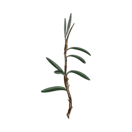 Sea buckthorn tree branch with leaves vector hand drawn, agricultural or wild twig plant with foliage, botanical elementのイラスト素材