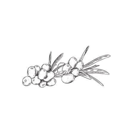 Engraved sea buckthorn, vector hand drawn branch with berries and leaves, summer ripe fruit natural healthy foodのイラスト素材