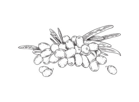 Sea buckthorn berries heap and leaves vector engraved illustration, hand drawn summer fruit, fresh berries bunchのイラスト素材