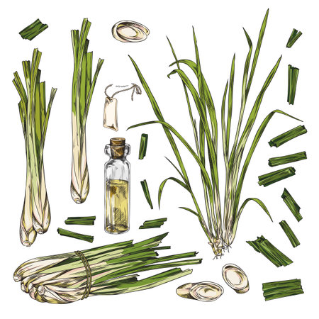 Lemongrass spicy and oil icons, engraving sketch vector illustration isolated.のイラスト素材
