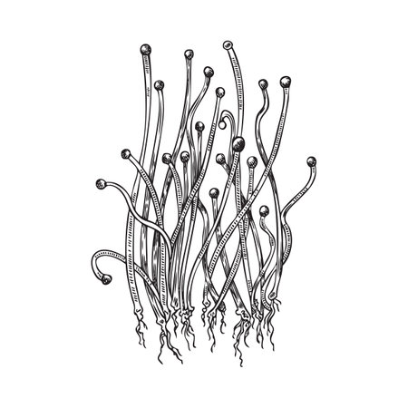 Micro green onion, vector hand drawn engraved microgreens shoots are the spicy leaves, natural organic herbのイラスト素材