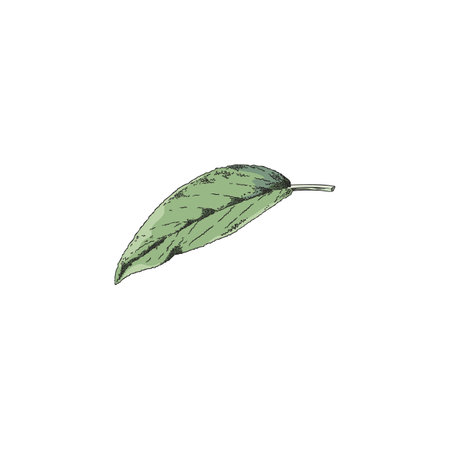 Hand drawn colorful sage leaf sketch style, vector illustrationのイラスト素材