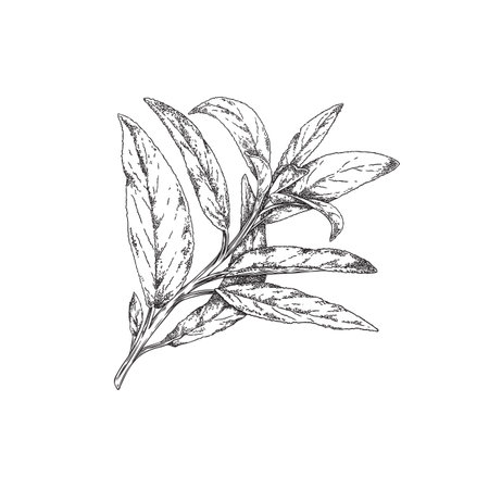 Hand drawn monochrome sage leaves on twig sketch styleのイラスト素材