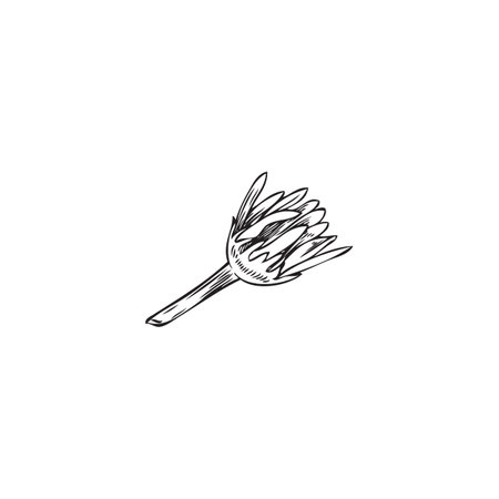 Unopened wildflower sketch, vector illustration, isolated on white.のイラスト素材