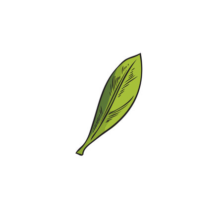 Single green leaf and acai berry foliage.のイラスト素材