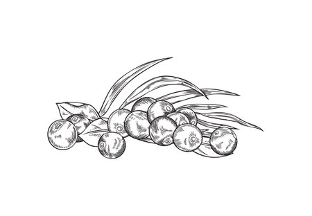 Acai berries heap vector engraved hand drawn illustration of pile berries and leaves, fresh natural fruit superfoodのイラスト素材