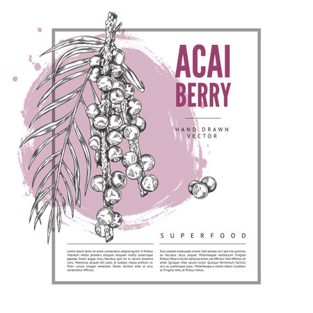 Acai berry on card, hand drawn vector illustration in sketch style.のイラスト素材