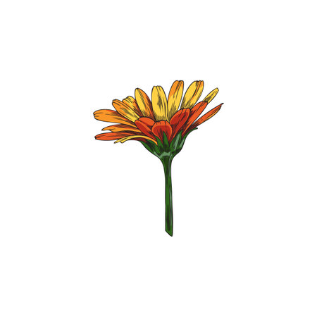 Vector calendula, vibrant colorsのイラスト素材