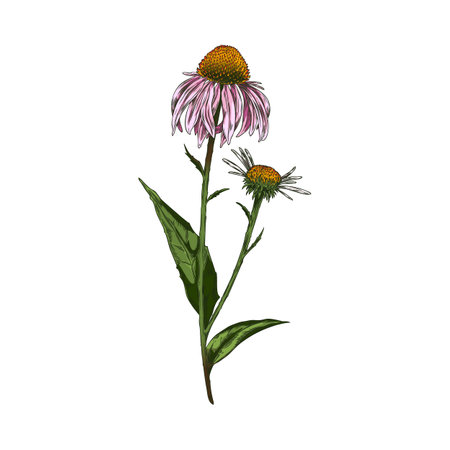 Hand drawn colorful echinacea flower with leaves on stem sketch styleのイラスト素材