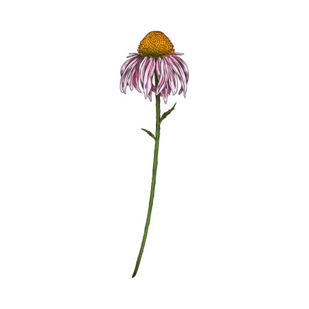 Echinacea flower engraved hand drawn, vector beautiful blossom Echinacea purple daisy coneflower flower, medical herbのイラスト素材