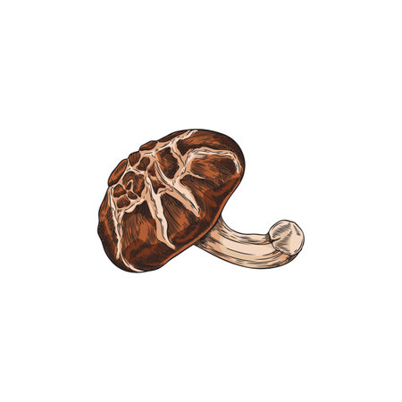 Shiitake mushroom hand drawn vector illustration, Asian raw forest fungus or fungi, natural organic vegan food isolatedのイラスト素材