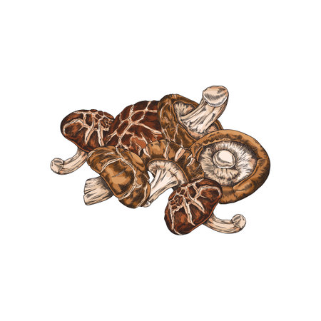 Shiitake mushrooms harvest heap hand drawn vector illustration, Asian raw fungus or fungi, natural organic vegan foodのイラスト素材