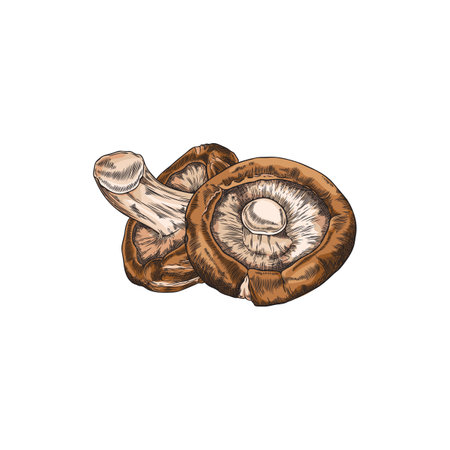 Hand drawn brown shiitake mushrooms sketch style, vector illustrationのイラスト素材