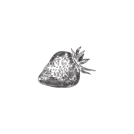 Vector sketch of strawberry. Eco product, retro illustration.のイラスト素材