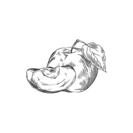 Vector illustration of apples: sketch of the whole and a piece.のイラスト素材