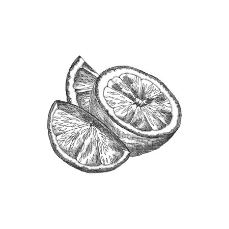 Complex black and white vector set of lemon slices of different sizes.のイラスト素材