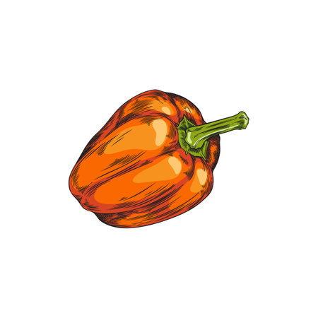 Lush bell pepper vector illustrationのイラスト素材