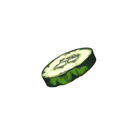 Vector graphics of a half of a ripe green cucumber, on a white background.のイラスト素材