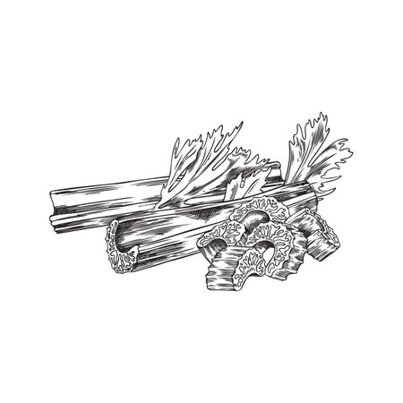 Celery sticks sketched vector illustrationのイラスト素材