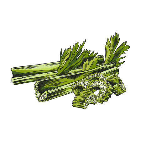 Fresh stalks of celery, slices stem with leaves vector sketch, hand drawn natural diet plant food healthy farm vegetableのイラスト素材