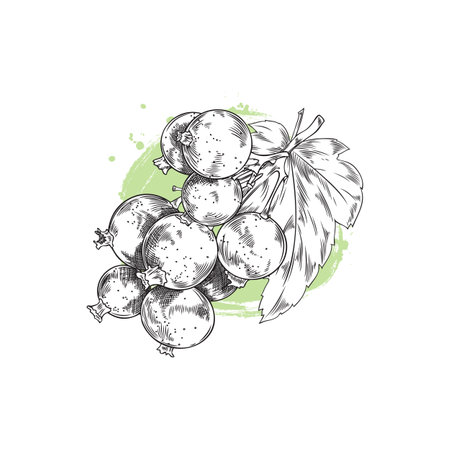 Vector hand-drawn sketch: a sprig of black currant with several berries and foliageのイラスト素材