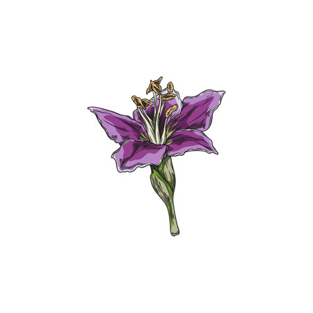 Delicate goji berry flower vector illustration.のイラスト素材
