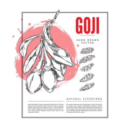 Hand drawn banner about goji berries superfood sketch styleのイラスト素材