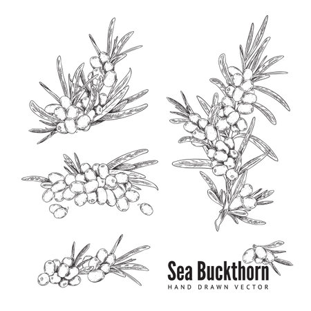 Sea buckthorn collection, vector isolated on white, sketch style.のイラスト素材