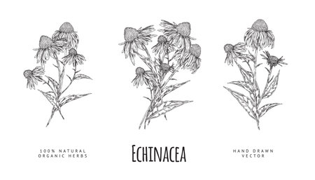 Vector hand drawn set of Echinacea flowers on a white background.のイラスト素材