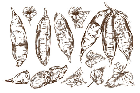 A black-and-white hand-drawn drawing depicts sweet potatoes among delicate flowers and leaves and sliced vegetablesのイラスト素材