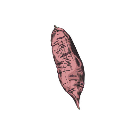 Sweet potato vector sketch, hand drawn illustration of one ripe yam farm batata vegetable, pink tuber plant natural foodのイラスト素材