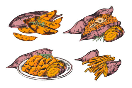 Vector illustration of a set with the image of sweet potatoes in cooked and raw form.のイラスト素材