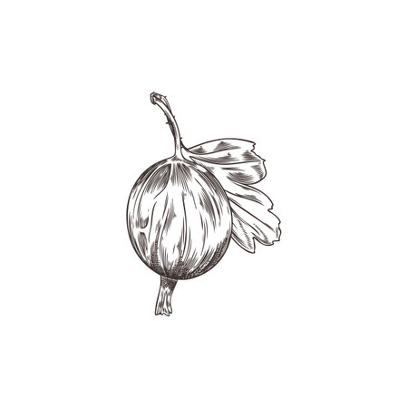 Gooseberry with stem and leaf engraved hand drawn vector illustration, farm natural ripe berry sketch organic plant foodのイラスト素材