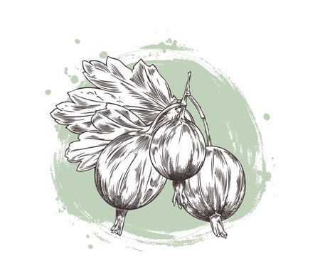Bunch of gooseberries with leaves engraved hand drawn vector illustration, farm natural ripe berries sketch organic foodのイラスト素材