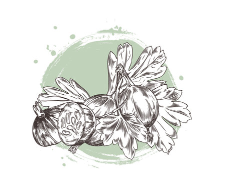 Black and white sketch illustration of gooseberry fruit with leaves on a round green background.のイラスト素材