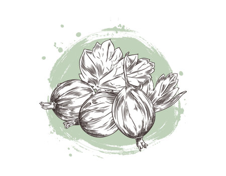 illustration of gooseberry fruit with leaves in black and white sketch on round green background.のイラスト素材