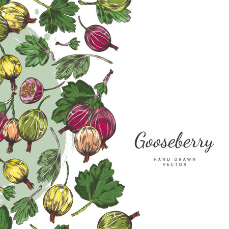 Seamless border illustration of green and red gooseberries and leaves with space for text.のイラスト素材