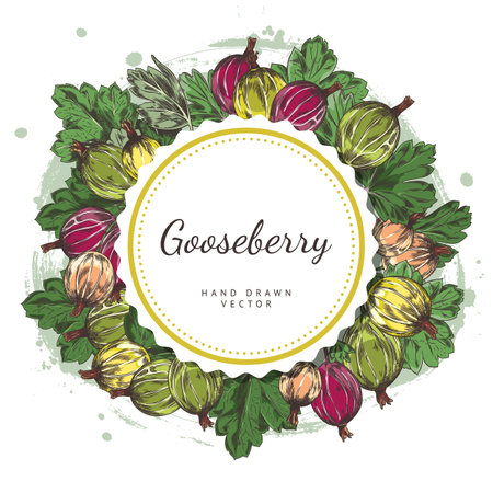 Vector illustration with a round frame made of a sprig of gooseberry berries with leavesのイラスト素材
