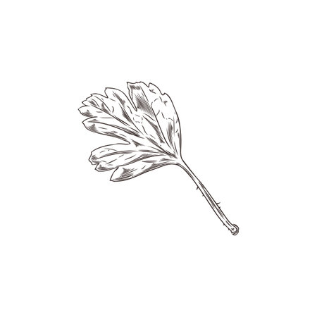 Vector illustration featuring black and white sketch of gooseberry leaf on isolated background.のイラスト素材